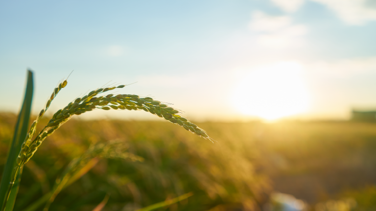 Agriculture Logistics Solutions | E.P.X